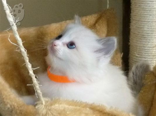 Ragdoll - plava dvobojna